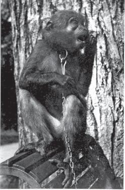 Иллюстрация к книге — Тест Роршаха. Герман Роршах, его тест и сила видения [img_47.jpg]