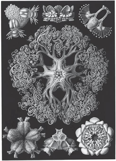 Иллюстрация к книге — Тест Роршаха. Герман Роршах, его тест и сила видения [img_5.jpg]