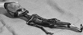 Иллюстрация к книге — Анатомия заблуждений. Большая книга по критическому мышлению [i_277.jpg]