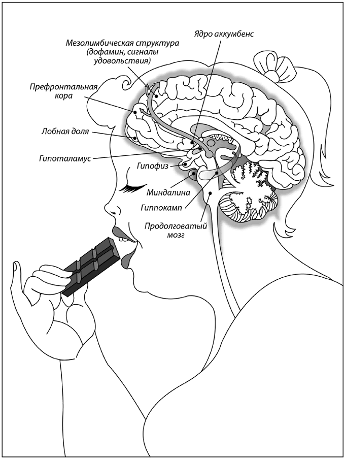 Иллюстрация к книге — Дирижер организма. Как мозг управляет вашим весом и помогает похудеть [i_006.jpg]