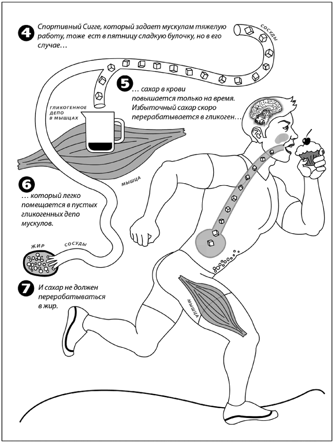 Иллюстрация к книге — Дирижер организма. Как мозг управляет вашим весом и помогает похудеть [i_022.jpg]