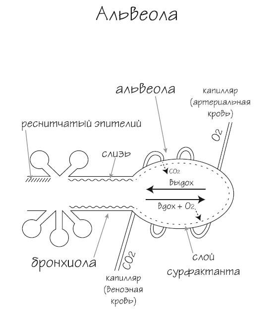 Иллюстрация к книге — Как химичит наш организм: принципы правильного питания [i_014.jpg]