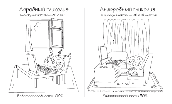 Иллюстрация к книге — Как химичит наш организм: принципы правильного питания [i_018.jpg]