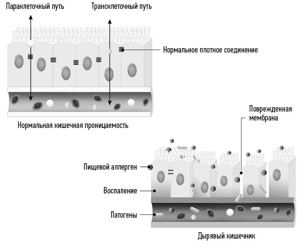 Иллюстрация к книге — Загадочная щитовидка: что скрывает эта железа [i_004.jpg]