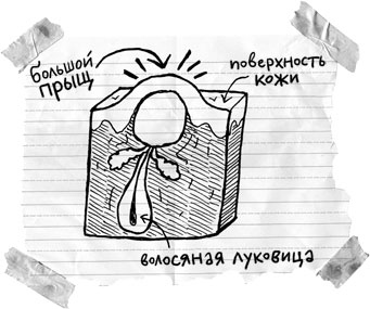 Иллюстрация к книге — Абсолютно правдивый дневник индейца на полдня [i_026.jpg]