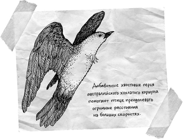 Иллюстрация к книге — Абсолютно правдивый дневник индейца на полдня [i_036.jpg]