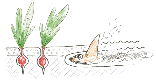 Иллюстрация к книге — Акулиска Враг Редиски и другие истории о Лисе и Поросёнке [i_019.jpg]