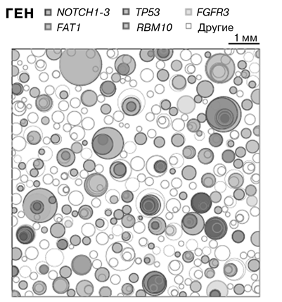 Иллюстрация к книге — Мальчик, который не переставал расти… и другие истории про гены и людей [i_012.jpg]