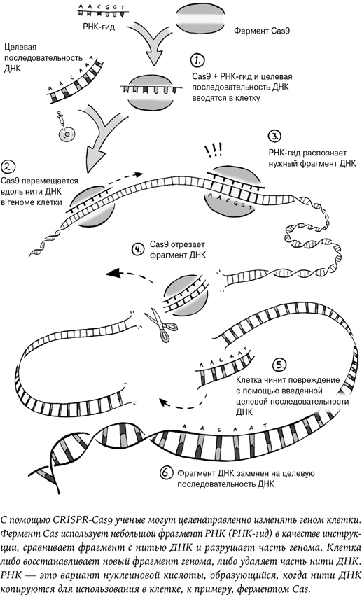Иллюстрация к книге — Неестественный отбор. Генная инженерия и человек будущего [i_004.jpg]