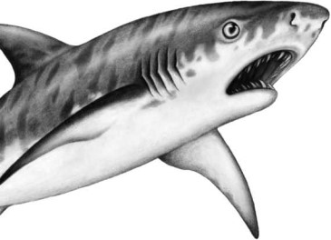 Иллюстрация к книге — Опасные волны [i_002.jpg]