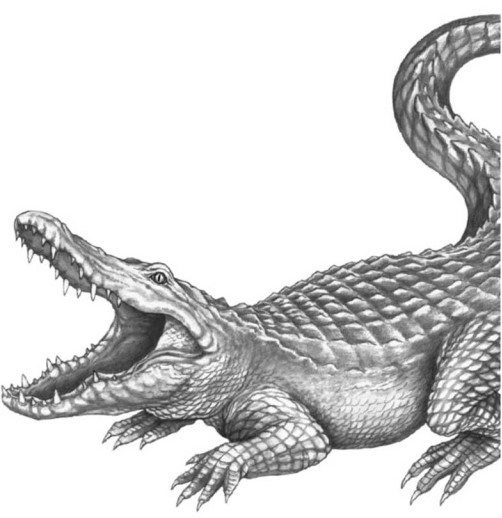 Иллюстрация к книге — Опасные волны [i_003.jpg]