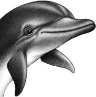 Иллюстрация к книге — Опасные волны [i_012.jpg]