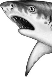 Иллюстрация к книге — Опасные волны [i_014.jpg]