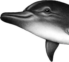 Иллюстрация к книге — Опасные волны [i_016.jpg]