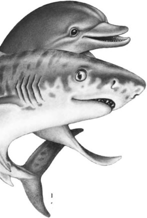 Иллюстрация к книге — Опасные волны [i_019.jpg]