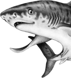 Иллюстрация к книге — Опасные волны [i_025.jpg]