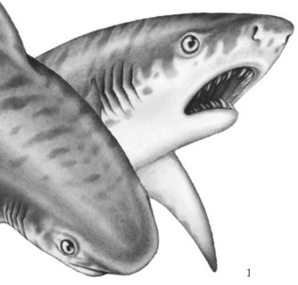 Иллюстрация к книге — Опасные волны [i_028.jpg]