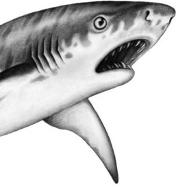 Иллюстрация к книге — Опасные волны [i_032.jpg]