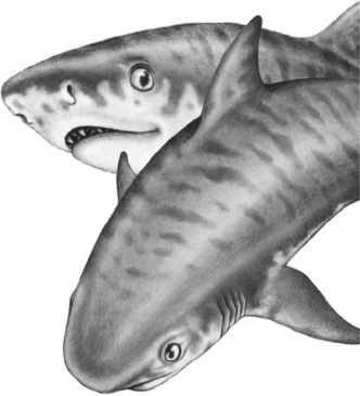 Иллюстрация к книге — Опасные волны [i_034.jpg]