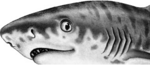 Иллюстрация к книге — Опасные волны [i_038.jpg]