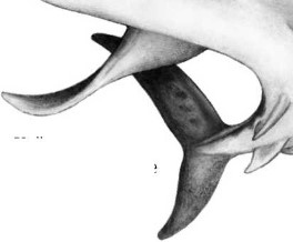 Иллюстрация к книге — Опасные волны [i_039.jpg]