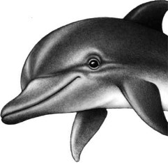 Иллюстрация к книге — Опасные волны [i_045.jpg]