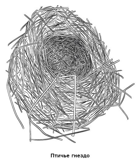 Иллюстрация к книге — Бушкрафт 101. Современное руководство по искусству выживания в дикой природе [i_049.jpg]