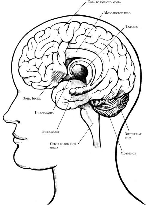 Иллюстрация к книге — В погоне за памятью. История борьбы с болезнью Альцгеймера [i_003.jpg]