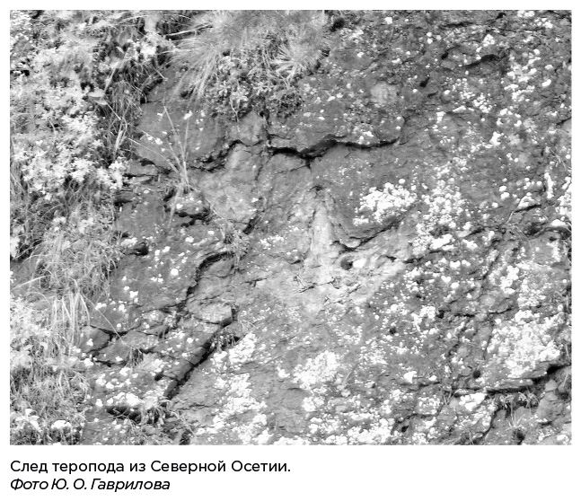 Иллюстрация к книге — Динозавры России. Прошлое, настоящее, будущее [i_012.jpg]