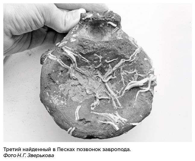 Иллюстрация к книге — Динозавры России. Прошлое, настоящее, будущее [i_017.jpg]