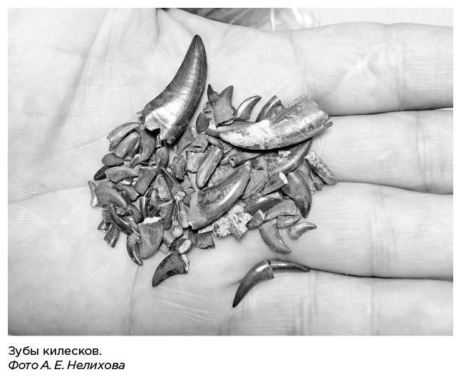 Иллюстрация к книге — Динозавры России. Прошлое, настоящее, будущее [i_023.jpg]