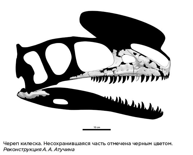 Иллюстрация к книге — Динозавры России. Прошлое, настоящее, будущее [i_024.jpg]