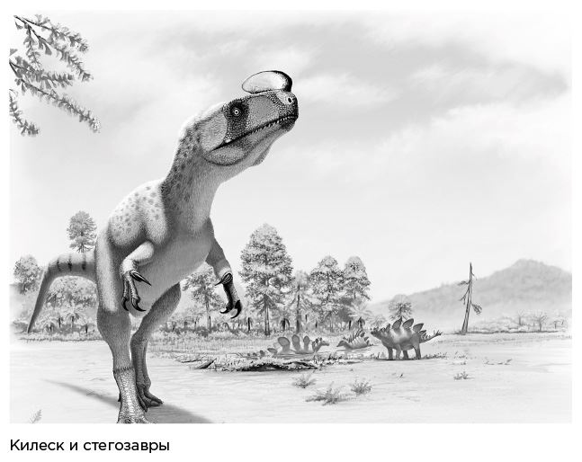 Иллюстрация к книге — Динозавры России. Прошлое, настоящее, будущее [i_025.jpg]