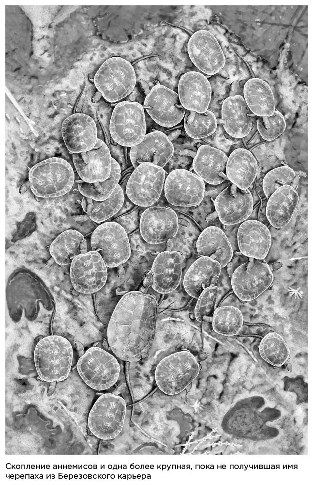 Иллюстрация к книге — Динозавры России. Прошлое, настоящее, будущее [i_028.jpg]