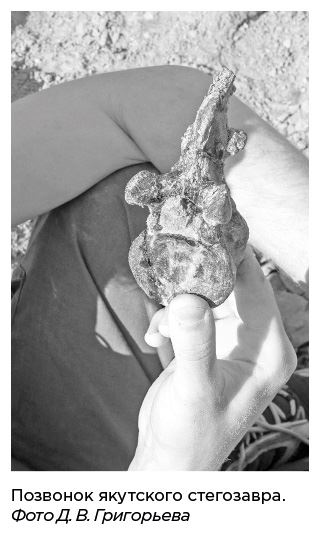 Иллюстрация к книге — Динозавры России. Прошлое, настоящее, будущее [i_037.jpg]