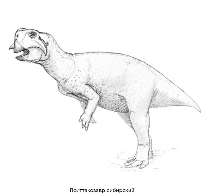 Иллюстрация к книге — Динозавры России. Прошлое, настоящее, будущее [i_042.jpg]
