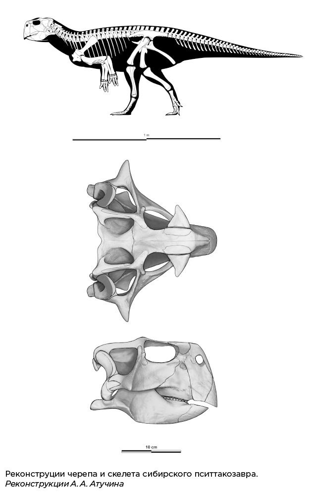 Иллюстрация к книге — Динозавры России. Прошлое, настоящее, будущее [i_044.jpg]