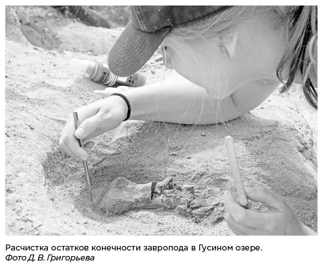 Иллюстрация к книге — Динозавры России. Прошлое, настоящее, будущее [i_049.jpg]