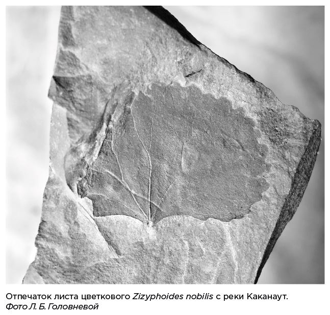 Иллюстрация к книге — Динозавры России. Прошлое, настоящее, будущее [i_062.jpg]