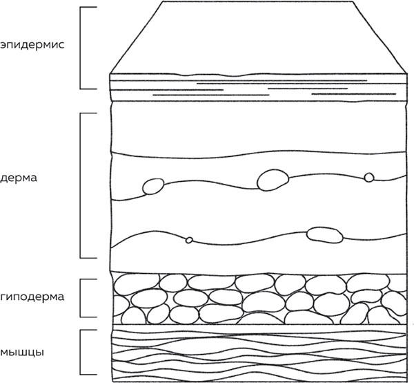 Иллюстрация к книге — Бьюти на всю голову. Все, что нужно знать о современном уходе, инновациях в косметике и уловках индустрии красоты [i_001.jpg]