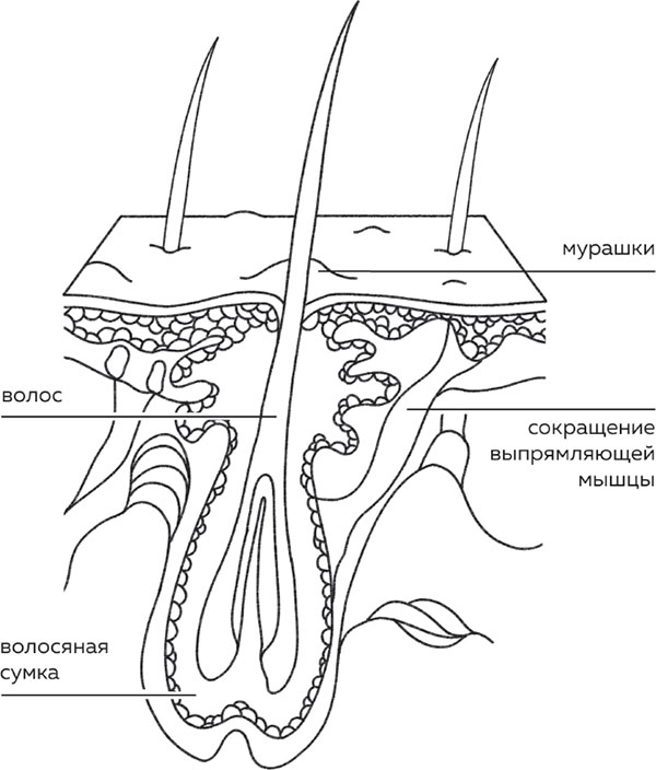 Иллюстрация к книге — Бьюти на всю голову. Все, что нужно знать о современном уходе, инновациях в косметике и уловках индустрии красоты [i_006.jpg]