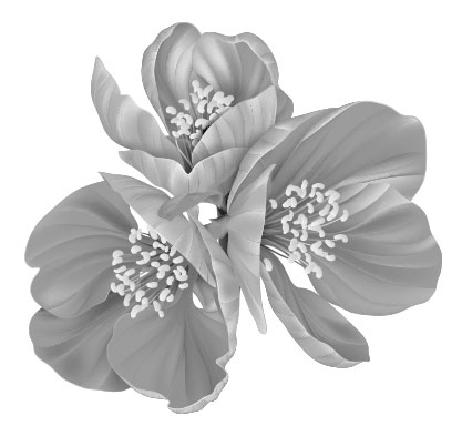 Иллюстрация к книге — Женский иммунитет. Почему аутоиммунные заболевания чаще поражают женщин и какие есть способы укрепить свое здоровье [block_0011601.jpg]