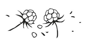 Иллюстрация к книге — Охота на маленькую щуку [i_013.jpg]