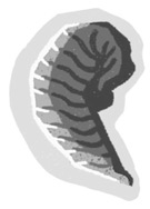 Иллюстрация к книге — Молния. История о Мэри Эннинг [i_007.jpg]