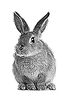 Иллюстрация к книге — Я умею прыгать через лужи [img31fd.jpg]