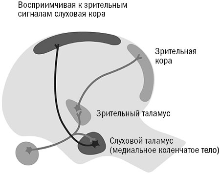 Иллюстрация к книге — Живой мозг. Удивительные факты о нейропластичности и возможностях мозга [img_19.jpg]