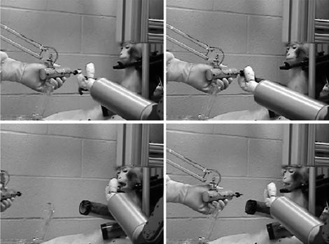 Иллюстрация к книге — Живой мозг. Удивительные факты о нейропластичности и возможностях мозга [img_41.jpg]