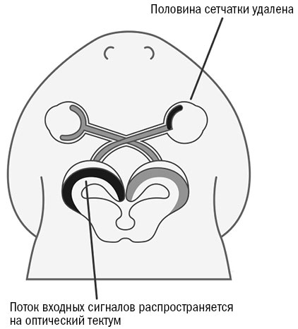 Иллюстрация к книге — Живой мозг. Удивительные факты о нейропластичности и возможностях мозга [img_53.jpg]
