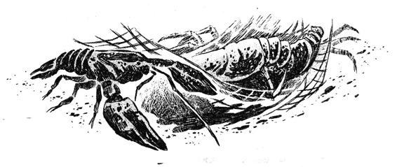 Иллюстрация к книге — Кошачья голова [i_024.jpg]