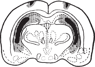 Иллюстрация к книге — Мотивированный мозг. Высшая нервная деятельность и естественно-научные основы общей психологии [i_016.jpg]